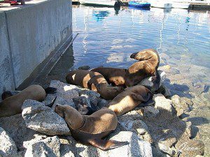 Monterey - Leoni di mare