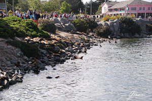 Monterey - Leoni di mare