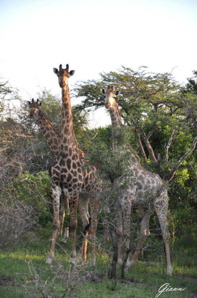 Giraffe in gruppo