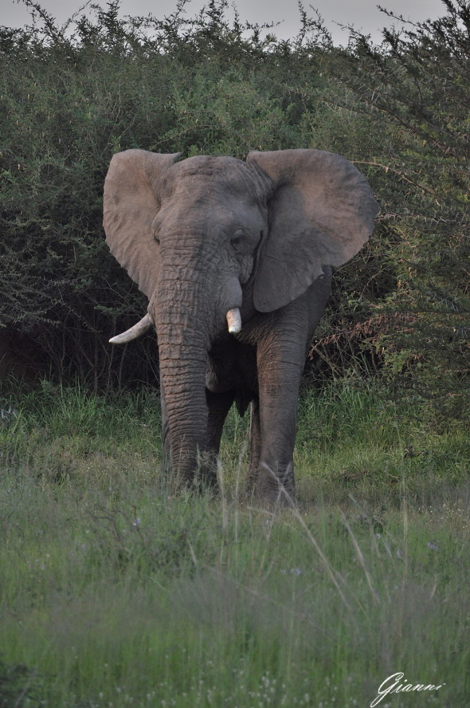 Elefante maschio
