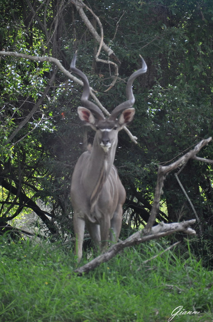 Maschio di Kudu maggiore