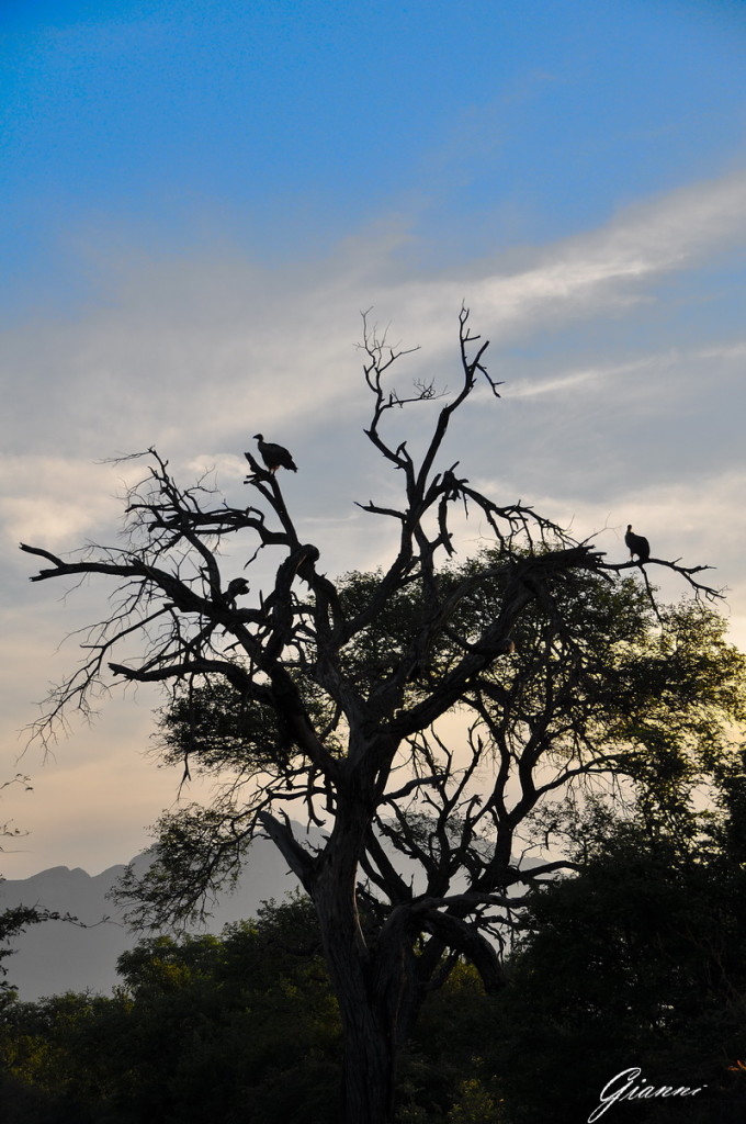 Avvoltoi al tramonto