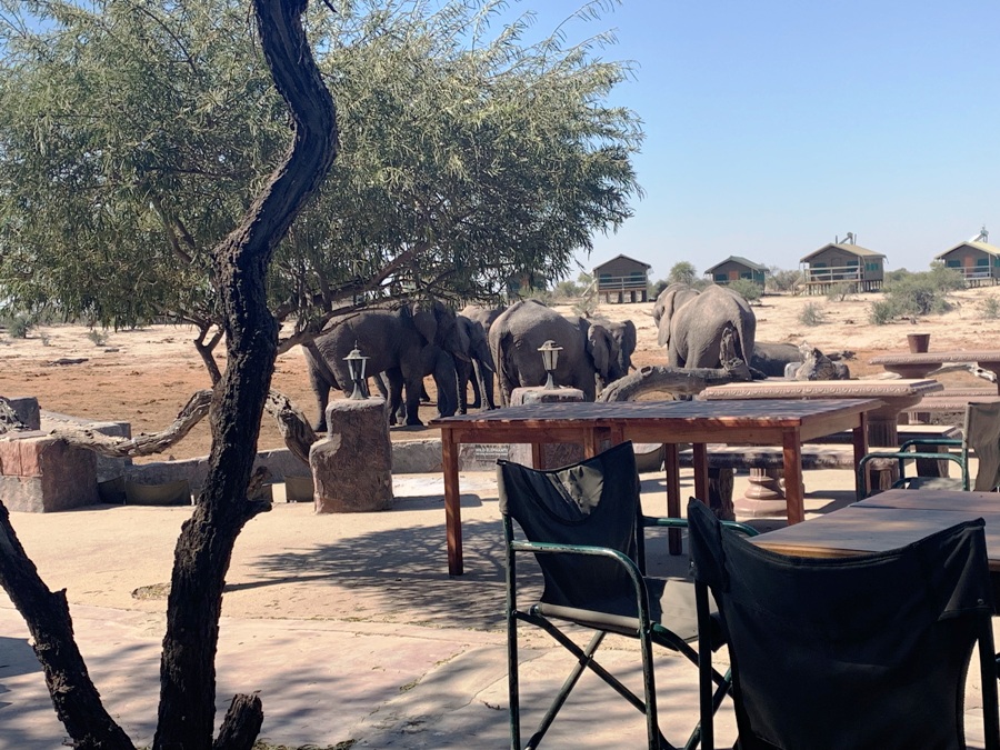 Elefanti all'Elephant Sands