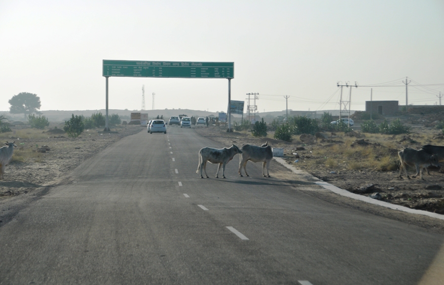 Mucche in autostrada