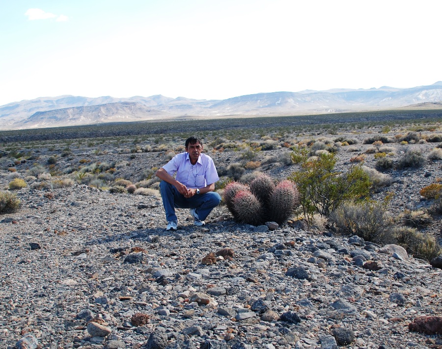 Vegetazione nella Death Valley