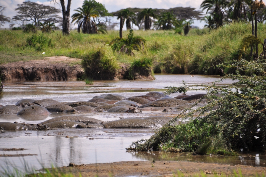 Schiene di ippopotami nel fiume
