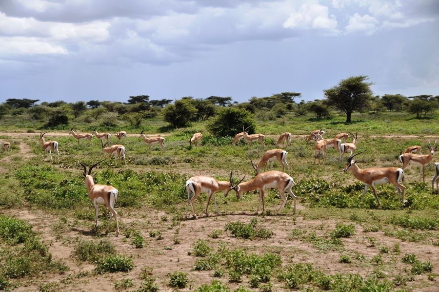 Un gruppo di impala