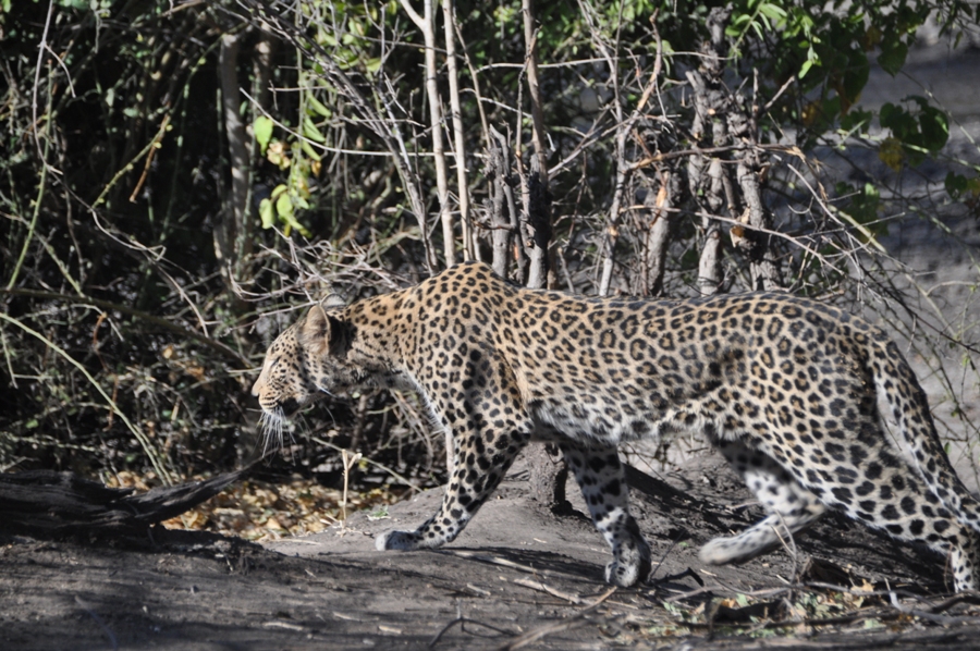 Leopardo nel Chobe