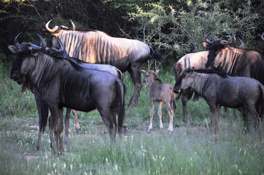 Gnu nel Kruger National Park