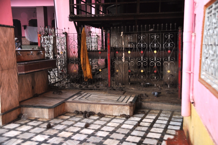 Tempio dei topi di Karni Mata